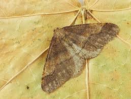 Attēlu rezultāti vaicājumam “Agriopis marginaria”