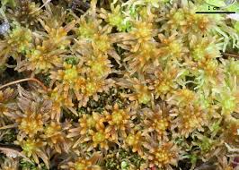 Attēlu rezultāti vaicājumam “Sphagnum angustifolium”