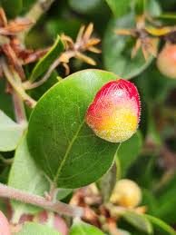 Attēlu rezultāti vaicājumam “Exobasidiales”