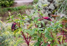 Attēlu rezultāti vaicājumam “Phytolaccaceae”