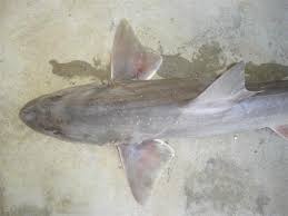 Image result for Mustelus antarcticus