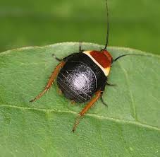 Attēlu rezultāti vaicājumam “Blattoptera”