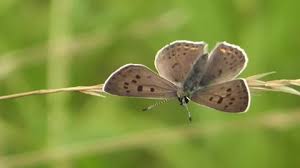 Attēlu rezultāti vaicājumam “Lycaena tityrus male”