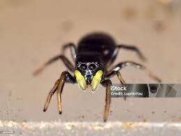 Attēlu rezultāti vaicājumam “Heliophanus sp.”