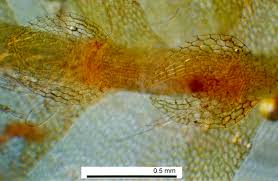Attēlu rezultāti vaicājumam “Calypogeia sphagnicola”