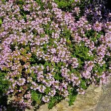 Image result for Thymus vulgaris