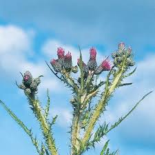 Attēlu rezultāti vaicājumam “Cirsium palustre fruit”