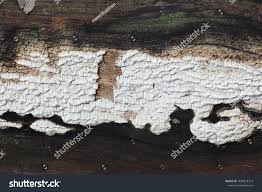 Attēlu rezultāti vaicājumam “Antrodia xantha”