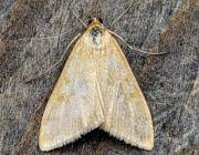 Attēlu rezultāti vaicājumam “Sitochroa verticalis”