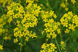Attēlu rezultāti vaicājumam “Bunias orientalis”