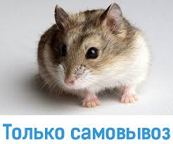 Image result for хомяк