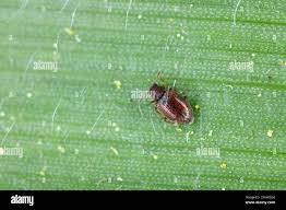 Attēlu rezultāti vaicājumam “Latridiidae”