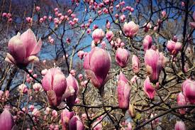 Attēlu rezultāti vaicājumam “Magnolia”