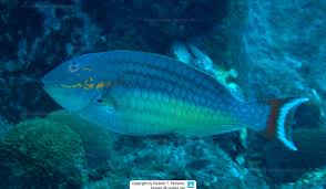 Image result for Sparisoma amplum