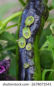 Attēlu rezultāti vaicājumam “Palomena prasina nymph”