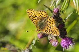 Attēlu rezultāti vaicājumam “Boloria aquilonaris”