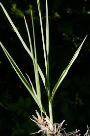 Attēlu rezultāti vaicājumam “Molinia caerulea leaf”