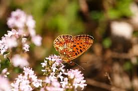 Attēlu rezultāti vaicājumam “Clossiana selene upperside”