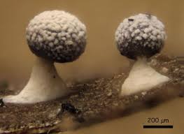 Attēlu rezultāti vaicājumam “Physarum leucopus”