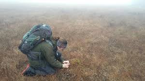 Attēlu rezultāti vaicājumam “Sphagnum austinii”