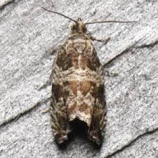 Attēlu rezultāti vaicājumam “Orthotaenia undulana”