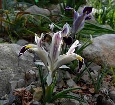 Attēlu rezultāti vaicājumam “Iris rosenbachiana flower”