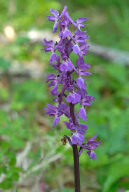 Attēlu rezultāti vaicājumam “Orchis mascula bud”
