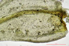 Attēlu rezultāti vaicājumam “Abietinella abietina”