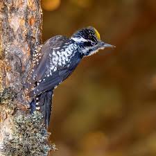 Attēlu rezultāti vaicājumam “Picoides tridactylus”