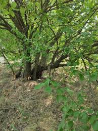 Attēlu rezultāti vaicājumam “Prunus armeniaca leaf”