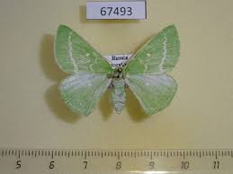 Attēlu rezultāti vaicājumam “Thetidia smaragdaria”