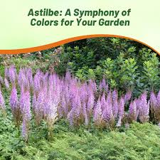 Attēlu rezultāti vaicājumam “Astilbe chinensis bud”