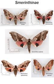 Attēlu rezultāti vaicājumam “Smerinthus ocellata”