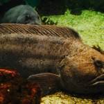 Image result for Anarhichas denticulatus