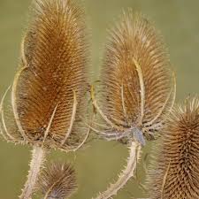 Attēlu rezultāti vaicājumam “Dipsacus fullonum fruit”