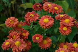 Image result for Chrysanthemum sebatense