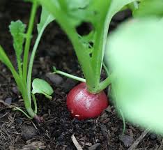 Image result for Radieschen