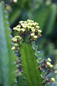 Attēlu rezultāti vaicājumam “Euphorbiaceae”