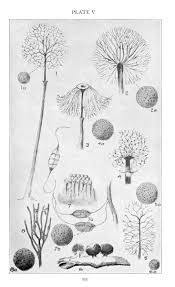 Attēlu rezultāti vaicājumam “Physarum penetrale spores”