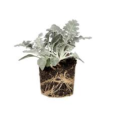 Attēlu rezultāti vaicājumam “Senecio”