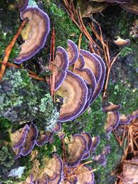 Attēlu rezultāti vaicājumam “Trichaptum biforme”