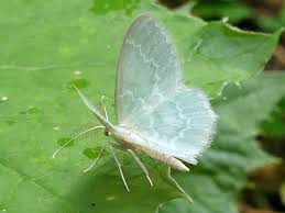 Attēlu rezultāti vaicājumam “Jodis putata”