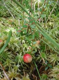 Attēlu rezultāti vaicājumam “Oxycoccus fruit”