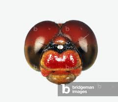 Attēlu rezultāti vaicājumam “Sympetrum sanguineum male”