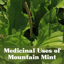 Attēlu rezultāti vaicājumam “Plantago major”