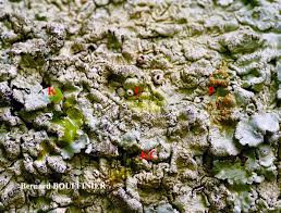 Attēlu rezultāti vaicājumam “Flavoparmelia caperata”