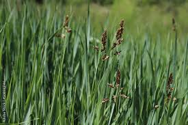 Attēlu rezultāti vaicājumam “Hierochloe odorata”