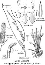 Attēlu rezultāti vaicājumam “Carex atherodes”