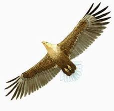 Image result for Haliaeetus albicilla