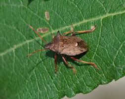 Attēlu rezultāti vaicājumam “Picromerus bidens”